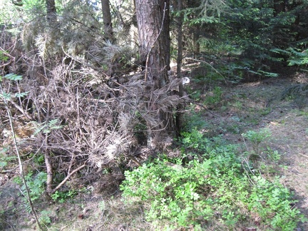 IMG 0498