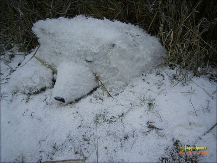 Wintertreyben2008 065